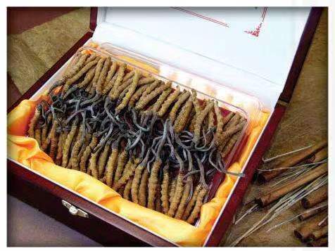 伽师冬虫夏草回收
